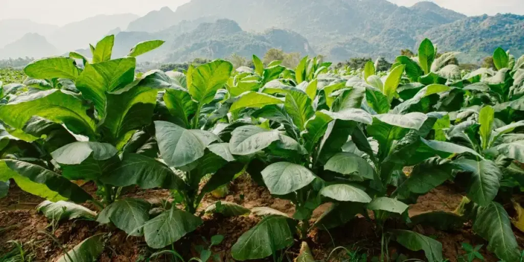 ELDORET TRADERS HAVE OPPOSED THE PROPOSED TOBBACCO CONTROL BILL