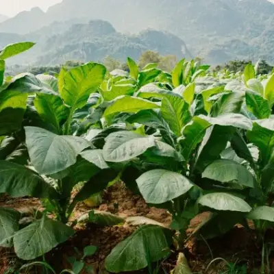 ELDORET TRADERS HAVE OPPOSED THE PROPOSED TOBBACCO CONTROL BILL